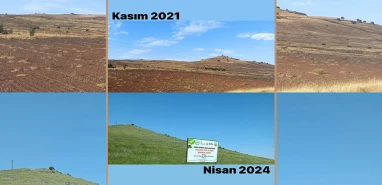 Fidanlar büyüdü! Şanlıurfa'da ağaçlandırılan kırsal alanın çehresi değişti