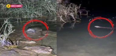 Fırat'ın saklı sakini ortaya çıktı! Halfeti'de gece yarısı kaydedilen görüntü herkesi şaşırttı
