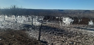 Şanlıurfa Fıstık Üreticileri Birliği Başkanı Akbaş’tan don olayları sonrası açıklama