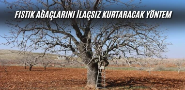Şanlıurfa’da fıstık ağaçlarını ilaçsız kurtaracak yöntem: Eski kıyafetler…