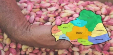 Fıstık fiyatları piyasayı salladı: İşte güncel fiyatlar…