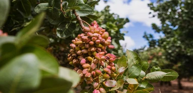Şanlıurfa’dan 89 ülkeye gönderiliyor! 152 milyon dolarlık ihracat
