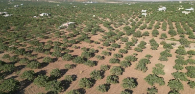 Şanlıurfa sınırında 7 bin metrekarelik fıstık tarlası icradan satılık