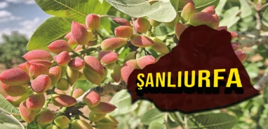 Şanlıurfa’da fıstıktaki yükseliş devam ediyor! İşte güncel fiyatlar…