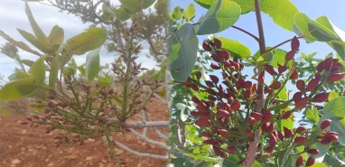 Şanlıurfa’nın gözbebeği olgunlaşmaya başladı
