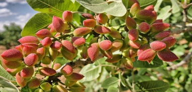 Şanlıurfa’da güncel fıstık fiyatları açıklandı! Yüz güldürüyor