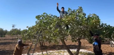 Şanlıurfa’da fıstık hasadında renkli görüntüler! Ağacın üstünde halay