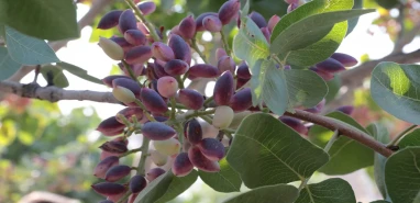 Şanlıurfa’da fıstığı zarar gören çiftçiye müjde! Destek ödemesi verilecek