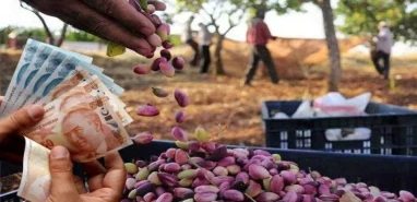 Fıstıkta gözler Şanlıurfa’da: Komşudan gelen ilk fiyat üreticiyi heyecanlandırdı!