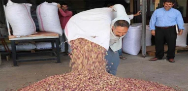 Fıstıkta hasat bitti, vergi kalktı... İşte 29 Eylül güncel fiyatları!