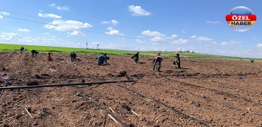 Harran Ovasında ekim zamanı! Üreticiler kolları sıvadı