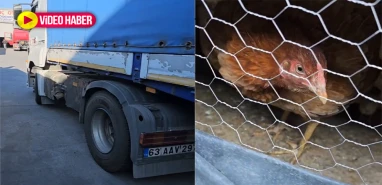 Tır dorsesinde sürpriz!  Urfalı şoförün ülke ülke gezen tavuklarını görenler şaştı kaldı