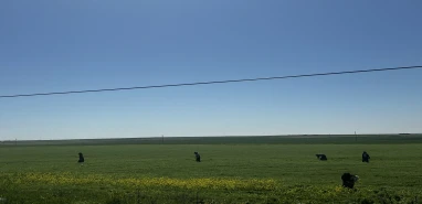 Şanlıurfa’da yağışlar umut oldu, yabancı otlarla mücadele hız kazandı! Rekor üretim bekleniyor...