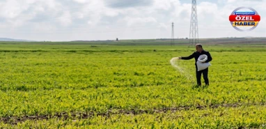 Şanlıurfa’da etkili yağış çiftçiyi eski usule yöneltti! Elle serptiler