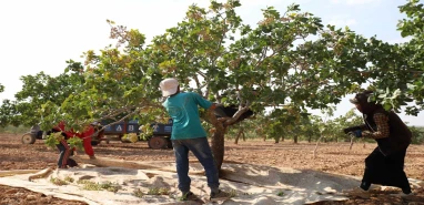 ‘Yeşil altın’a nazar değdi: Günlerce süren fıstık hasadı bir güne sığdı!