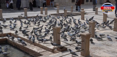 Balıklıgöl’e giden onları görmeden dönmüyor! Ziyaretçilerin gözdesi