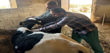Şanlıurfa’da ithal büyükbaş hayvanlardan kan numuneleri alınıyor