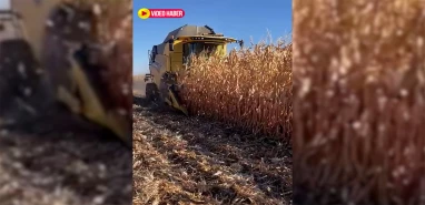 Şanlıurfa'da mısır hasadı devam ediyor