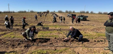 Şanlıurfa'da 125 bin zeytin fidanı toprakla buluştu!