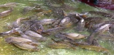 Bakanlık duyurdu: Şanlıurfa'da yasak başlıyor...