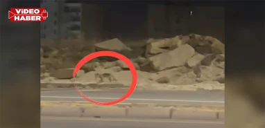 Şanlıurfa'da gece yarısı şaşırtan görüntü: Mahalleye kadar indi...