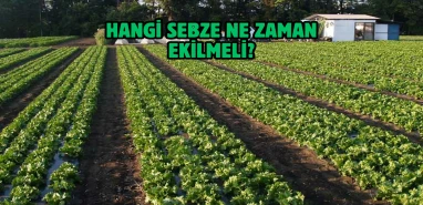 Hangi sebze ne zaman ekilmeli? İşte sebze ekim takvimi...