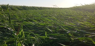 Serinlesin diye beklediğimiz hava çiftçiyi yaktı! Ovada içler acısı manzara