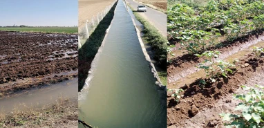 Şanlıurfa’da plansız sulama verimi tehdit ediyor! Çiftçi isyanda