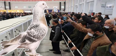 Şanlıurfa’daki kuşçular dikkat! Ölümcül hastalık…