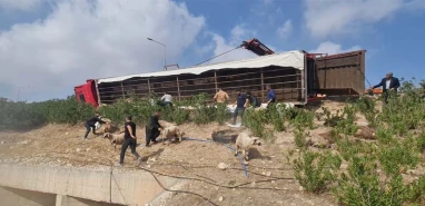 Şanlıurfa-Diyarbakır yolunda facia: Onlarca hayvan telef oldu