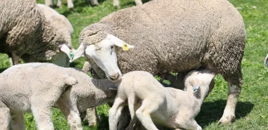 Şanlıurfa’da hayvan desteği alacak isimler belli oldu! Bakanlık açıkladı