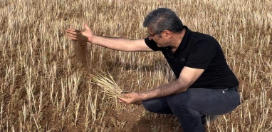 Şanlıurfa’da afetler çiftçiyi perişan etti! Yok yılı…