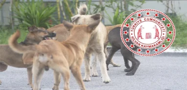 Şanlıurfa’daki kaymakamlıktan sokak hayvanları için önemli çağrı