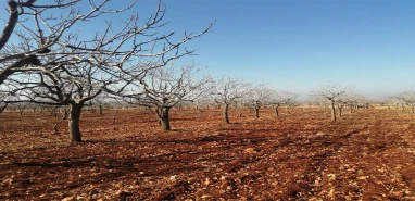 Şanlıurfa’da kaçırılmayacak fırsat: İcradan satılık fıstık bahçesi!