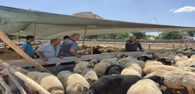 Şanlıurfa’da kurban fiyatları belli oldu!  Fiyatlar uçtu, bir maaşa kurban…
