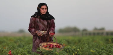 Şanlıurfa'nın tescilli lezzeti isotun hasadı yapıldı