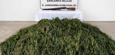 Şanlıurfa’da jandarmadan yasa dışı ekime operasyon! Yüzlerce kök ele geçirildi