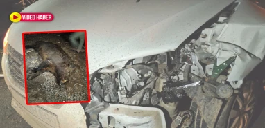 Şanlıurfa’da bir anda yola çıktı! Kazaya neden oldu