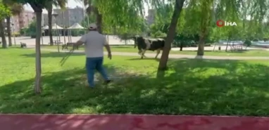 Şanlıurfa’da firari kurbanlık! Boğa kaçtı onlar kovaladı