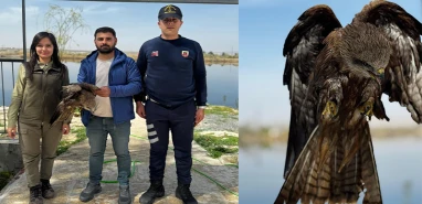 Şanlıurfa’da yırtıcı kuş yaralı halde bulundu