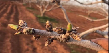 Şanlıurfa'da fıstık bahçelerinde karagöz kurdu alarmı