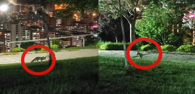 Şanlıurfa’nın göbeğinde görenler gözlerine inanamadı! Kameraya poz verdi