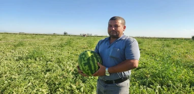 Karpuz dibe vurdu! Çiftçi toplamak yerine vatandaşa bedava dağıtıyor