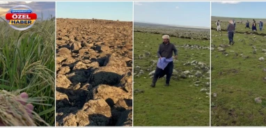 Şanlıurfa'da Karacadağ'ın eteklerinde yetişen tescilli lezzet! Ekimi başladı