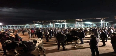 Otomobil kurban pazarına daldı: 8 kişi yaralandı, çok sayıda hayvan telef oldu