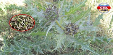 Şanlıurfa'nın şifa deposu: Dağlardan sofralara gelen lezzet