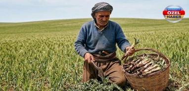 Şanlıurfa’da mevsimin doğal hediyesi! Baharın şifalı otunda sayısız faydalar