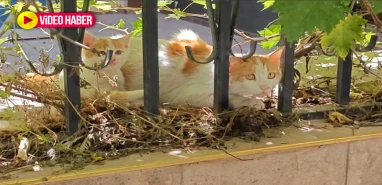 Yavru kedi mahsur kaldı: Annesi yavrusunun kurtarılmasını bekledi