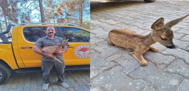 Kilis'te bitkin bulundu, Şanlıurfa'da güç topluyor!