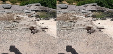 Kırmızı listede yer alıyordu! Şanlıurfa’da ölü halde bulundu
